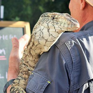 Perentie (Varanus giganteus)
