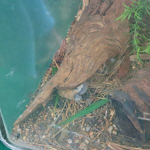 Fat-tailed Dunnart (Sminthopsis crassicaudata)