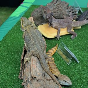 Central Bearded Dragon (Pogona vitticeps)