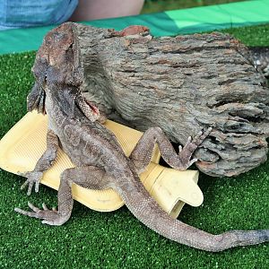 Frilled-necked Lizard (Chlamydosaurus kingii)