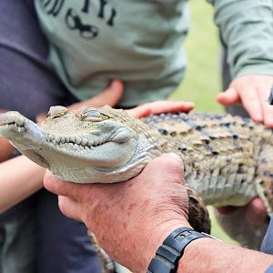 Pygmy Freshwater Crocodile (Crocodylus johnstoni)