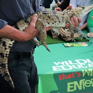 Pygmy Freshwater Crocodile (Crocodylus johnstoni)