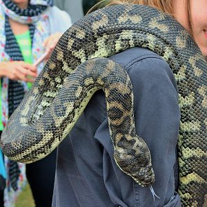 Coastal Carpet Python (Morelia spilota mcdowelli)