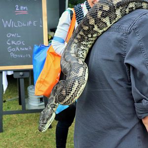 Coastal Carpet Python (Morelia spilota mcdowelli)