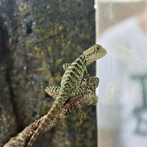 Eastern Water Dragon (Intellagama lesueurii)
