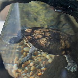 Eastern Long-necked Turtle (Chelodina longicollis)