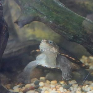 Saw-shelled Turtle (Myuchelys latisternum)