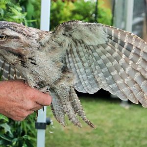 Tawny Frogmouth (Podargus strigoides)