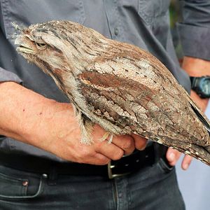 Tawny Frogmouth (Podargus strigoides)
