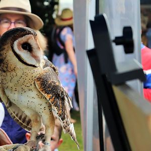 Australian Masked Owl (Tyto novaehollandiae)