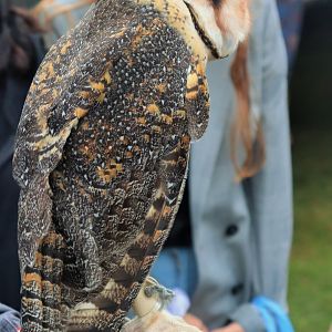 Australian Masked Owl (Tyto novaehollandiae)