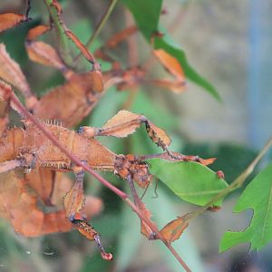 Spiny Leaf Insect (Extatosoma tiaratum)
