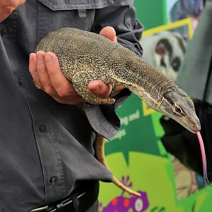 Sand Goanna (Varanus gouldii)
