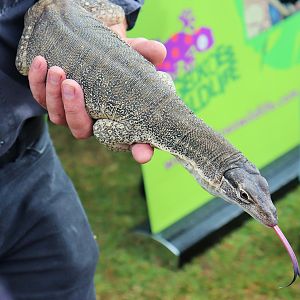 Sand Goanna (Varanus gouldii)