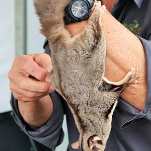 Squirrel Glider (Petaurus norfolcensis)