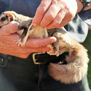 Squirrel Glider (Petaurus norfolcensis)