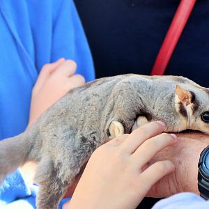 Squirrel Glider (Petaurus norfolcensis)