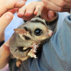 Squirrel Glider (Petaurus norfolcensis)