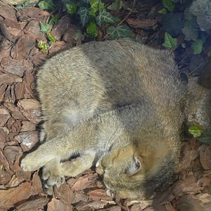 European Wildcat at Akcent Zoo Białystok, 08/05/19