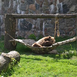 European Brown Bear at Akcent Zoo Białystok, 08/05/19