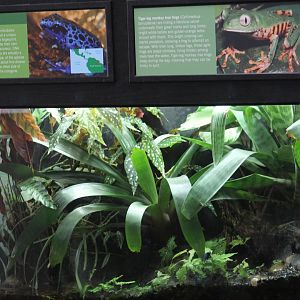 Tiger-Striped Leaf Frog & Blue PDF Terrarium