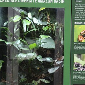 Fringed Leaf Frog & Mimic PDF Terrarium