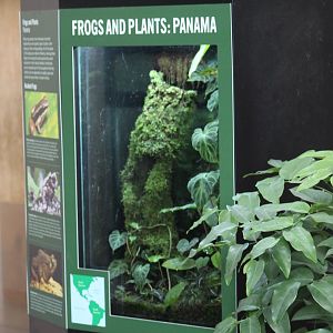Evergreen Toad & Coronated Treefrog Terrarium