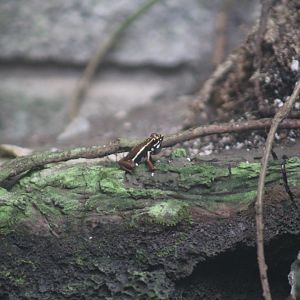 Anthony's Poison Dart Frog