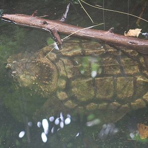 Alligator Snapping Turtle