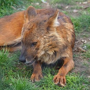 Chinese dhole (Cuon alpinus lepturus), 2019-04-06