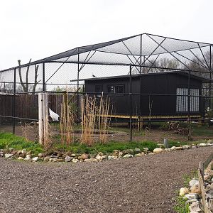 Red-crowned crane - Black-tailed gull - Lesser black-backed gull - Cheer pheasant aviary, 2019-04-06