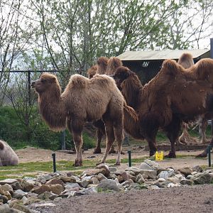 Bactrian camel herd (Camelus bactrianus), 2019-04-06