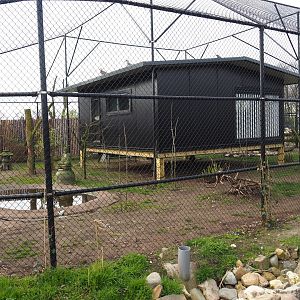 Red-crowned crane - Black-tailed gull - Lesser black-backed gull - Cheer pheasant aviary, 2019-04-06