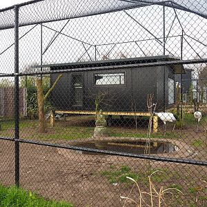 Red-crowned crane - Black-tailed gull - Lesser black-backed gull - Cheer pheasant aviary, 2019-04-06