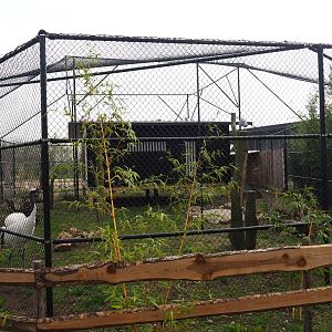 Red-crowned crane - Black-tailed gull - Lesser black-backed gull - Cheer pheasant aviary, 2019-04-06