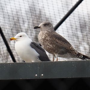 Lesser black-backed gull (Larus fuscus), 2019-04-06