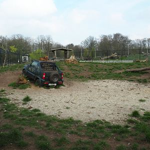 Chinese dhole exhibit, 2019-04-06