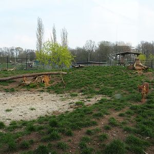 Chinese dhole exhibit, 2019-04-06