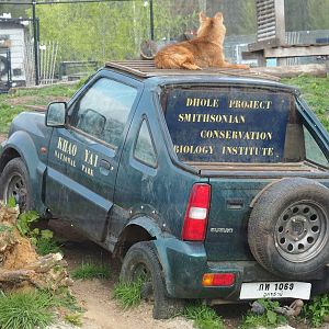 Chinese dhole (Cuon alpinus lepturus) on vehicle, 2019-04-06