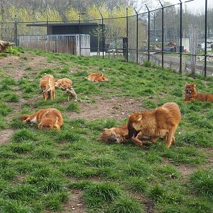 Pack of Chinese dholes (Cuon alpinus lepturus), 2019-04-06
