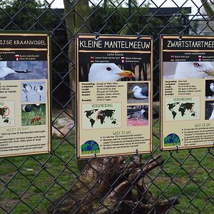 Red-crowned crane, Black-tailed gull and Lesser black-backed gull signs, 2019-04-06