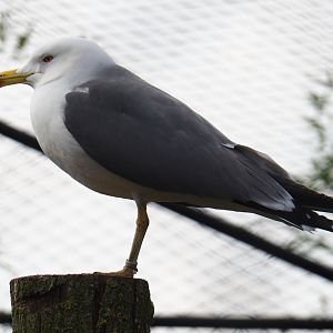 Black-tailed gull (Larus crassirostris), 2019-04-06
