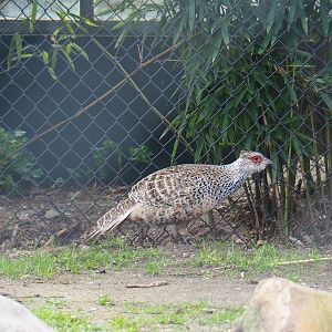 Cheer pheasant (Catreus wallichii), 2019-04-06
