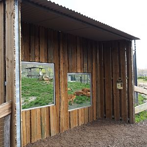 Chinese dhole exhibit viewing area, 2019-04-06