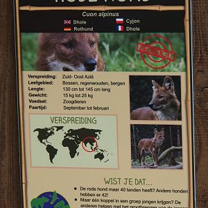 Sign Chinese dhole, 2019-04-06