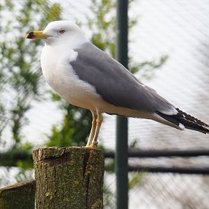 Black-tailed gull (Larus crassirostris), 2019-04-06
