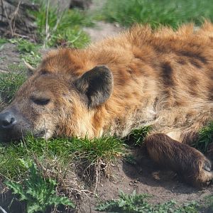 Spotted hyena (Crocuta crocuta), 2019-04-06