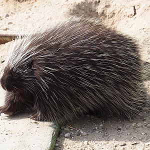 North American porcupine (Erethizon dorsatum), 2019-04-06