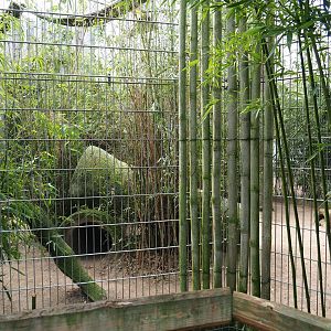 Indochinese clouded leopard exhibit, 2019-04-06