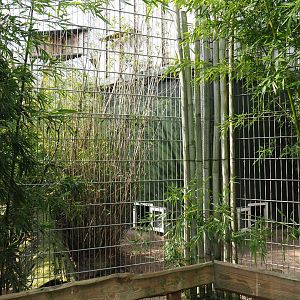 Binturong exhibit, 2019-04-06